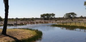 Onguma Game Lodge